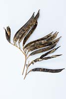 Lathyrus latifolius - everlasting sweet pea, dried seedpods twisting 