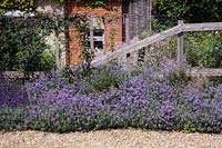 Lavandula angustifolia infront of a wicker fence, August
