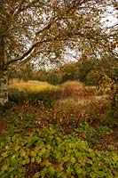 Piet Oudolf's Millennium garden at Pensthorpe in Norfolk - October