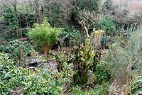 Overview of a garden with a sheltered microclimate which permits tender exotic plants to flourish in the warmer months, here in dormant season