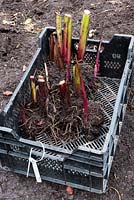 Canna stems and rootballs that have been cut back and lifted in a tray ready to be divided and overwintered