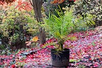 Phoenix canariensis - Canary Island Date Palm - in a pot on a path near woodland