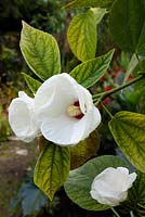 Hibiscus moscheutos