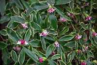 Daphne odora 'Aureomarginata' - Gold-edged winter daphne.