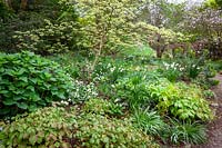 A border in the woodland garden with Cornus alternifolia 'Argentea', epimediums, daffodils and erythroniums