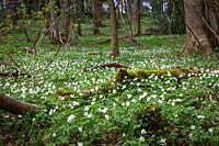 A carpet of Anemone nemorosa - Wood anemone, Wind-flower, Moonflower, Lady's nightcap - in a Gloucestershire woodland