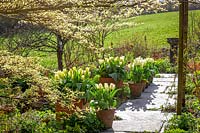 Pots of Tulipa 'Purissima' lining the path at Glebe Cottage with Cornus controversa 'Variegata'