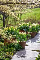 Pots of Tulipa 'Purissima' lining the path at Glebe Cottage with Cornus controversa 'Variegata'