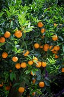 Orange tree laden with fruit.