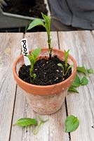 Dahlia 'Pooh' cuttings in a terracotta pot