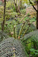 Emerging fronds of Dicksonia antarctica - Tree Fern - in woodland