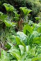 Lysichiton americanus - Skunk Cabbage - leaves with emerging Gunnera mannicata flower and leaves beyond
