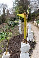 Musa sikkimensis wrapped in fleece showing growth which occured whilst undercover during overwintering