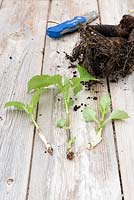 Dahlia cuttings removed from the tubers