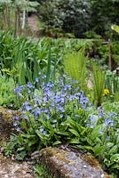 Omphalodes cappadocica