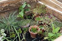 Assorted tender plants hardening-off in a cold frame before planting out