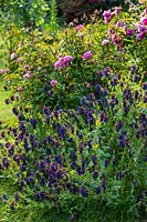 Rosa 'The Mayflower' and Cerinthe major 'Purpurescens' in purple and pink themed garden border