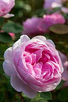 Rosa 'Olivia Rose' - English Shrub Rose