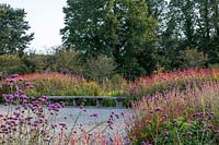 View over Verbena bonariensis to perennial beds with Persicaria amplexucaulis 'Firedance' and 'Rosea', with long Oak bench 