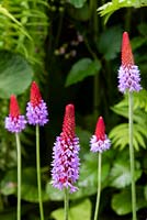 Primula vialii