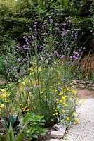Verbena bonariensis - Purpletop vervain