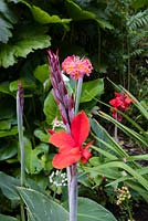 Canna 'Firebird' and Primula bulleyana