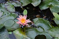 Nymphaea 'Texas Dawn' - Water lily 'Texas Dawn'