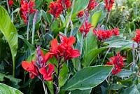 Canna 'Firebird'