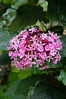 Clerodendrum bungei - Glory flower