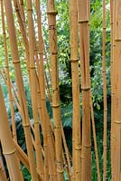 Phyllostachys vivax f. 'Aureocaulis' - Bamboo - with marks showing the growth rate in cms per dated day of an adjacent new cane. 
