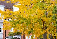 Gingko biloba - Maidenhair tree with bright yellow autumn foliage
