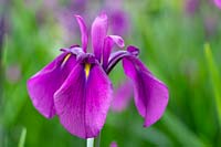 Iris ensata - Japanese water Iris