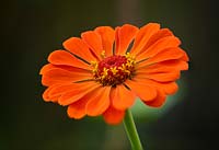 Zinnia elegans