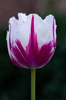 Tulipa 'Flaming Baltic' 