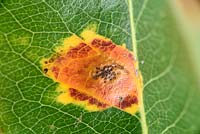 Gymnosporangium sabinae  Pear rust on leaf of pear tree Pyrus communis 'Conference'. Top surface of leaf.