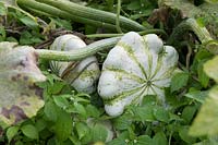 Cucurbita pepo - Squash 'Delikates'