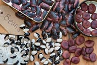 Phaseolus vulgaris, Phaseolus coccineus and Vicia faba - Dwarf bean 'Yin yang', Broad bean 'Karmazyn' and Runner bean 'Scarlet emperor'