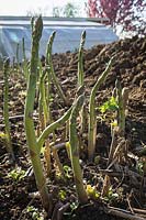 Asparagus officinalis 'Millennium' - 'Millennium' Asparagus spears