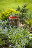 Spring border with Myosotis sylvatica - Forget-me-not, Tsuga mertensiana - Mountain Hemlock and Spiraea betulifolia 'Tor Gold' - 'Tor Gold' Birchleaf Spiraea framing birdbath. 