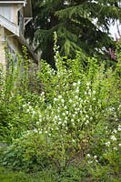 Amelanchier alnifolia - Serviceberry