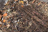 Worms in partially decomposed compost. 