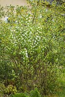 Amelanchier alnifolia and Ribes aureum - Western Serviceberry with Golden Currant