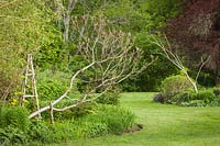 Humulus lupulus 'Aureus', Rhus typhina - Wooden tuteur with Golden Hops in perennial bed, framed by Staghorn Sumac