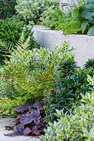 Low maintenance city garden planting evergreens such as Euonymus japonicus, Sarcococca and Heuchera