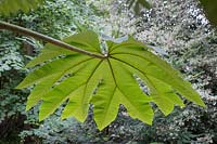 Tetrapanax papyrifer 'Rex' - Chinese rice-paper plant