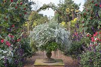 Silver themed container planting with Centaurea cineraria, Argyranthemum frutescens, surrounded with Salvia 'Black and Blue', Begonia, and Abutilon