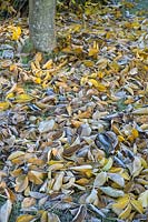 Juglans regia - Common Walnut - frosted fallen leaves