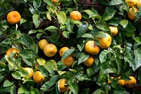 Citrus 'Bergamot de Versailles' - Bergamot Orange 
