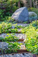 Stepping stones, made from corten steel filled with narrow pieces of natural stone, pathway curves through low growing plants. Through Your Eyes Garden.
