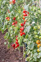 Assortment of ripe and ripening tomatoes planted in a row. Edible Eden Garden. 